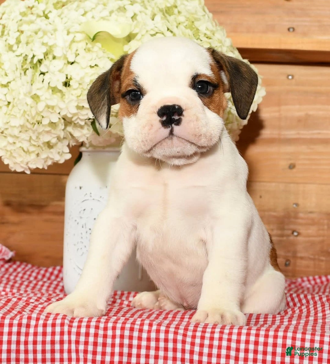 Beabull dogs for sale: Connor - Image 7