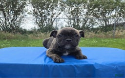 Olde English Bulldogge dogs for sale: Mel - Image 4