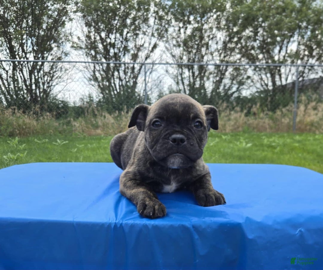 Olde English Bulldogge dogs for sale: Mel - Image 4