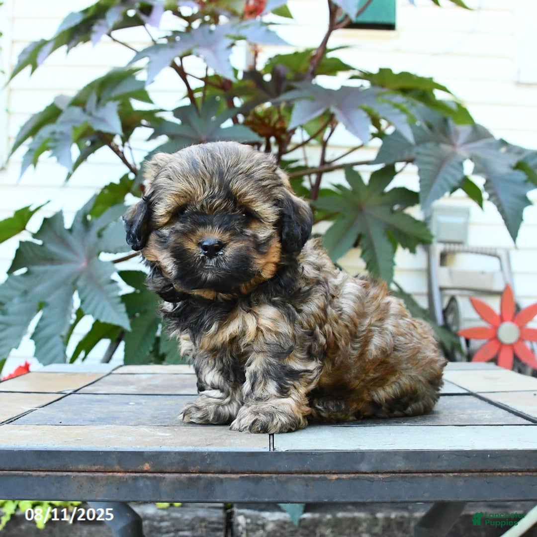 Shihpoo dogs for sale: Fudge - Image 1
