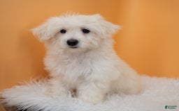 Maltipoo dogs for sale: Felicity - Image 9