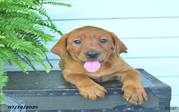 Labrador Retriever dogs for sale: Yara - Image 1
