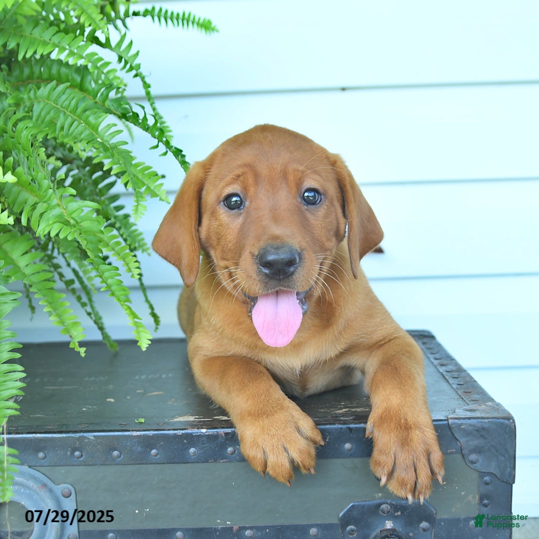 Labrador Retriever dogs for sale: Yara - Image 1