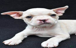 Boston Terrier dogs for sale: Jezabel - Image 7
