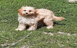 Cavapoo dogs for sale: Bailey - Image 4