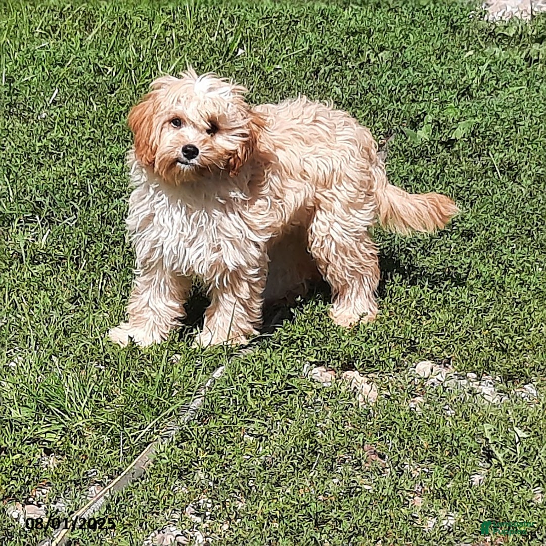 Cavapoo dogs for sale: Bailey - Image 4