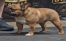 French Bulldog dogs for sale: Raider - Image 41