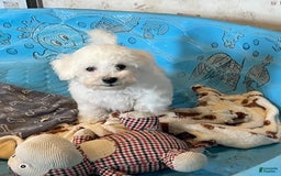 Bichon Frise dogs for sale: James - Image 7