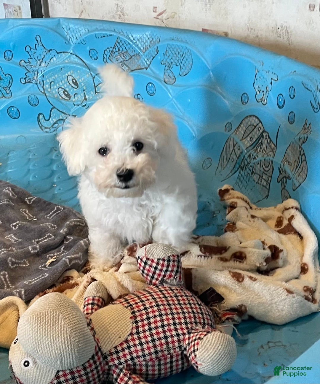 Bichon Frise dogs for sale: James - Image 7