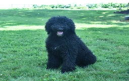 Standard Poodle dogs for sale: Archer - Image 8