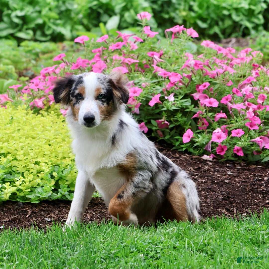 Miniature Australian Shepherd dogs for sale: Washington - Image 7