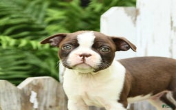Boston Terrier dogs for sale: Hickory - Image 3