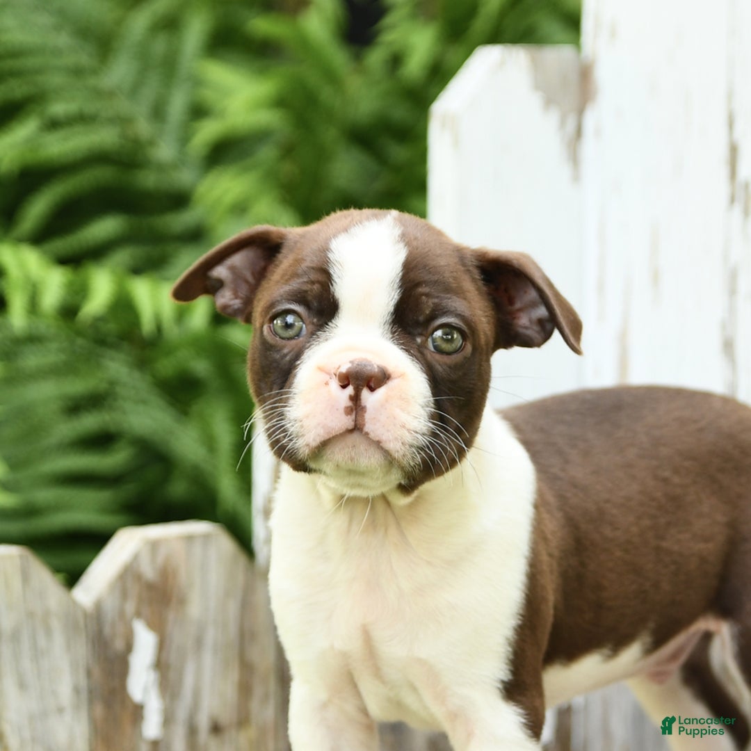 Boston Terrier dogs for sale: Hickory - Image 3