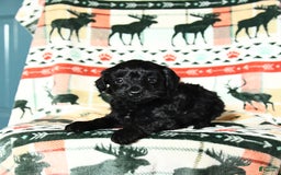 Yorkiepoo dogs for sale: Champ - Image 1