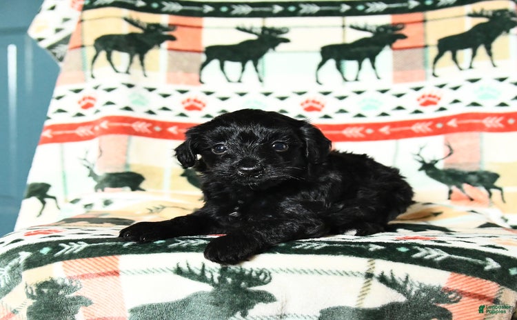 Yorkiepoo dogs - Advert 26