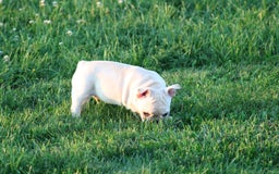 French Bulldog dogs for sale: Lincoln - Image 18