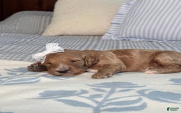 Goldendoodle dogs for sale: Virginia - Image 14