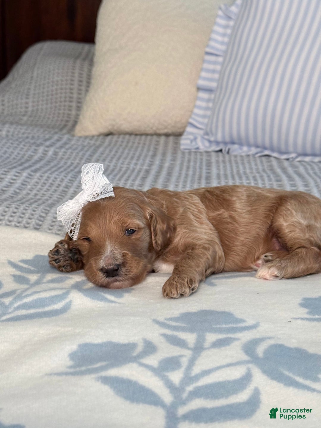 Goldendoodle dogs for sale: Virginia - Image 14