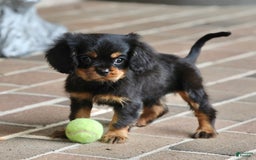 Cavalier King Charles Spaniel dogs for sale: Bentley - Image 13