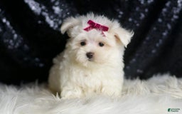 Maltese dogs for sale: Mizzie - Image 4