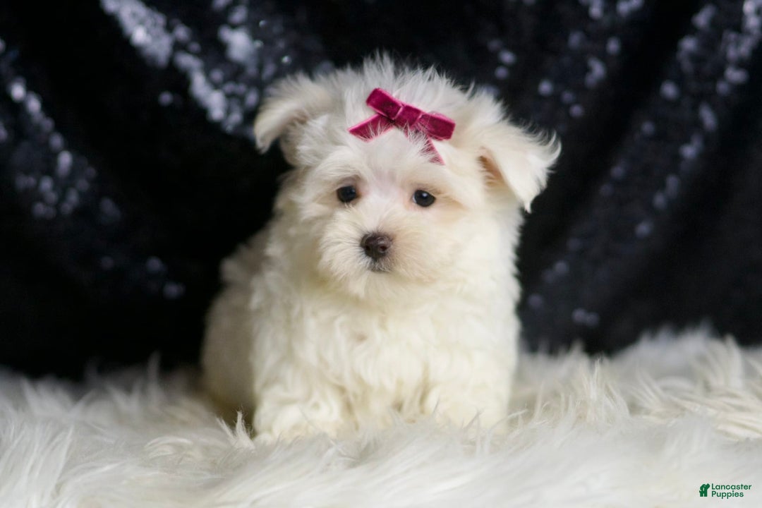 Maltese dogs for sale: Mizzie - Image 4