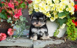 Morkie dogs for sale: Teddy - Image 7