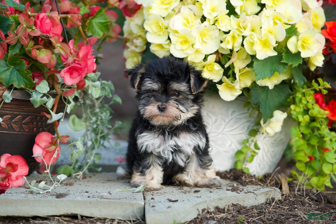 Morkie dogs for sale: Teddy - Image 7