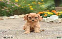 Cavapoo dogs for sale: Abby - Image 5