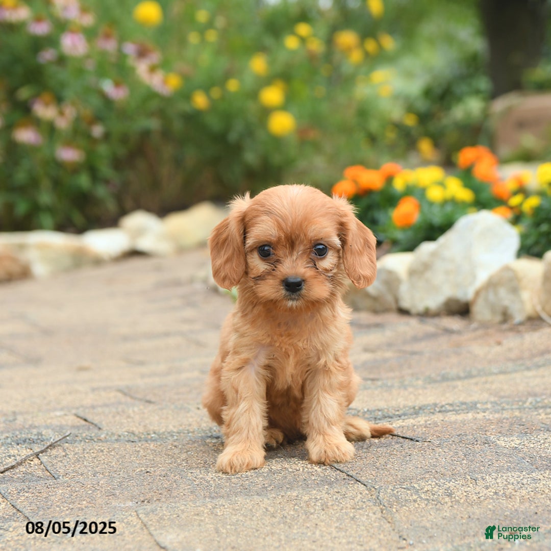 Cavapoo dogs for sale: Abby - Image 5
