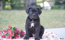 Cane Corso dogs for sale: Rocco - Image 1