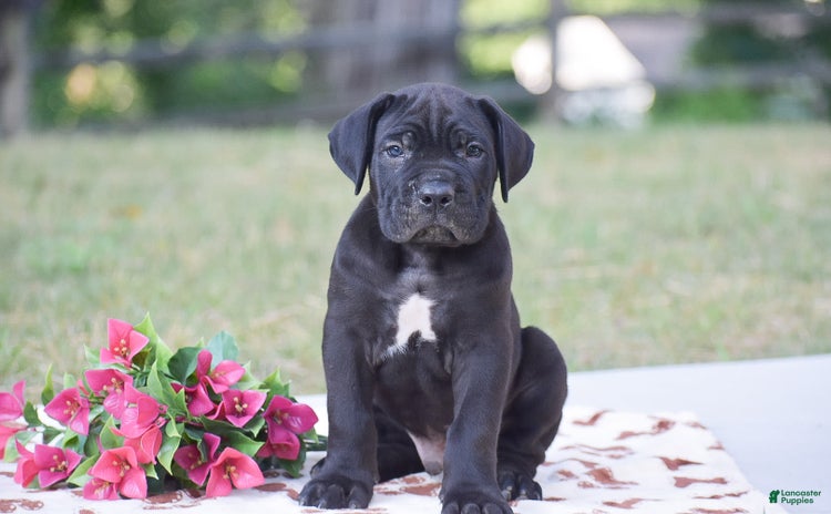 Cane Corso dogs for sale - Ad 1