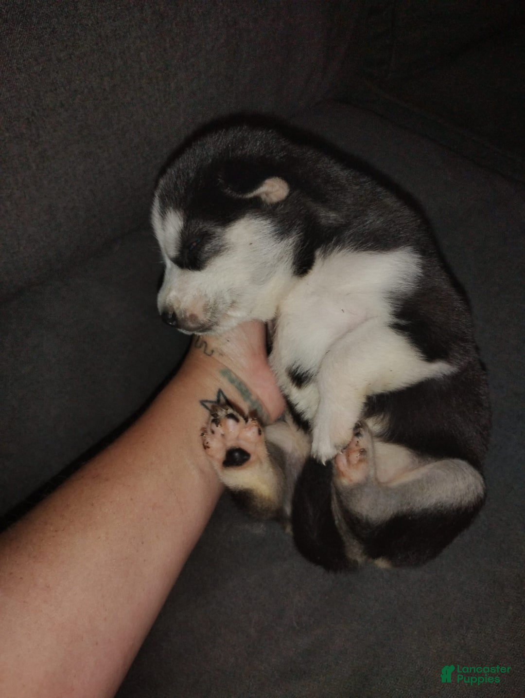 Siberian Husky dogs for sale: Mary - Image 6