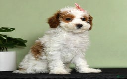 Miniature Poodle dogs for sale: Aubrey - Image 6