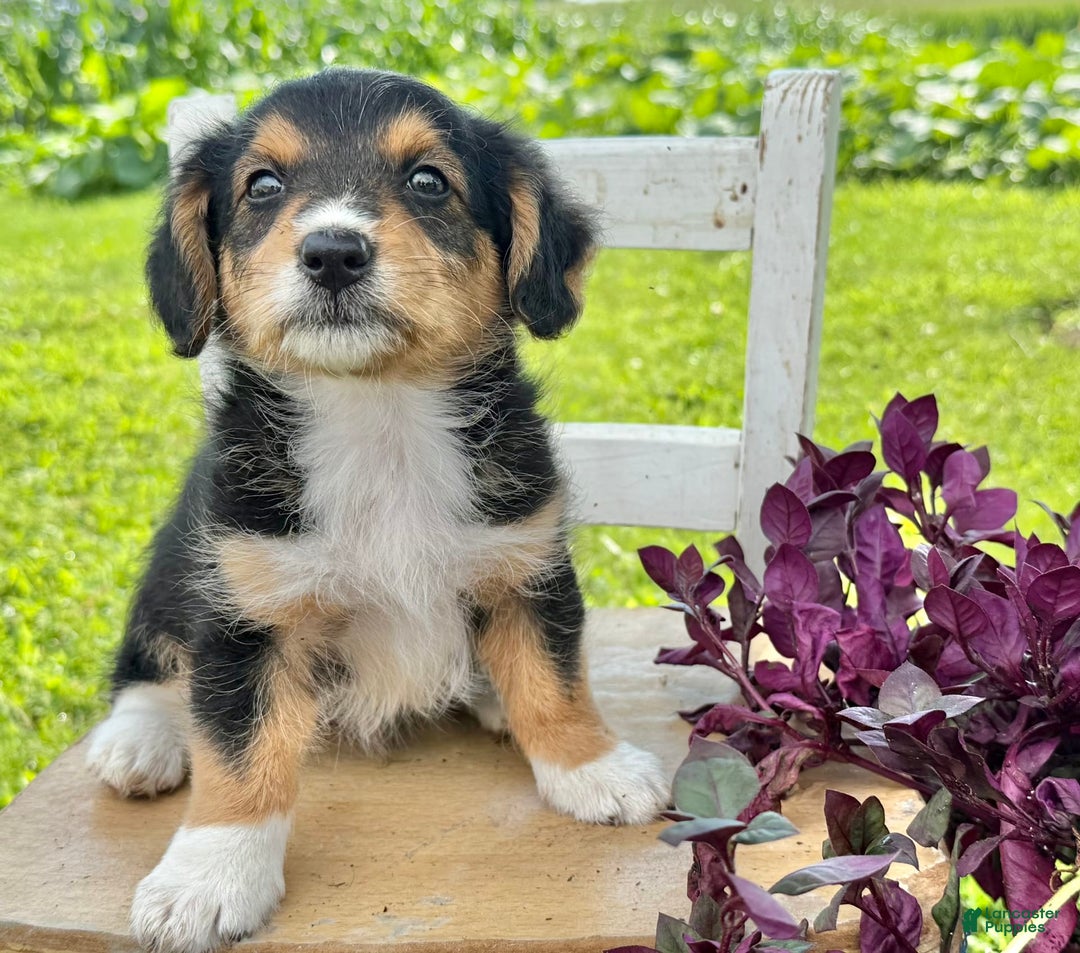 Welsh Corgi Pembroke dogs for sale: Summer - Image 2
