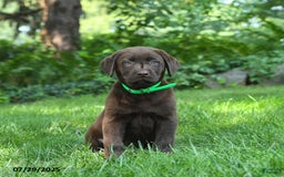 Labrador Retriever dogs for sale: Midnight - Image 1
