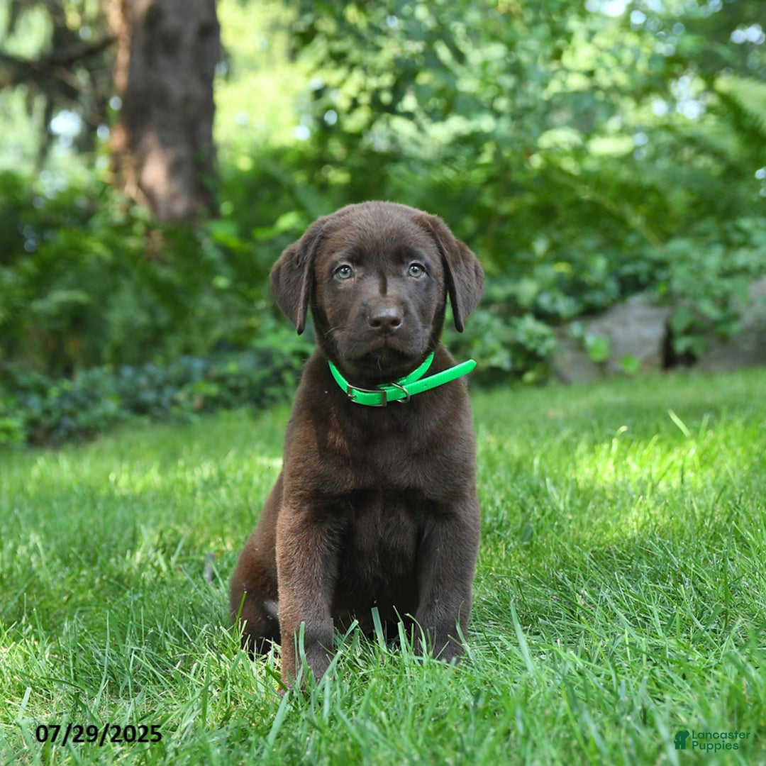 Labrador Retriever dogs for sale: Midnight - Image 1