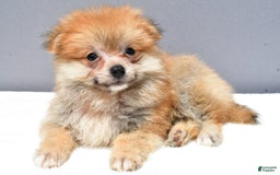 Pomeranian dogs for sale: Ian - Image 3