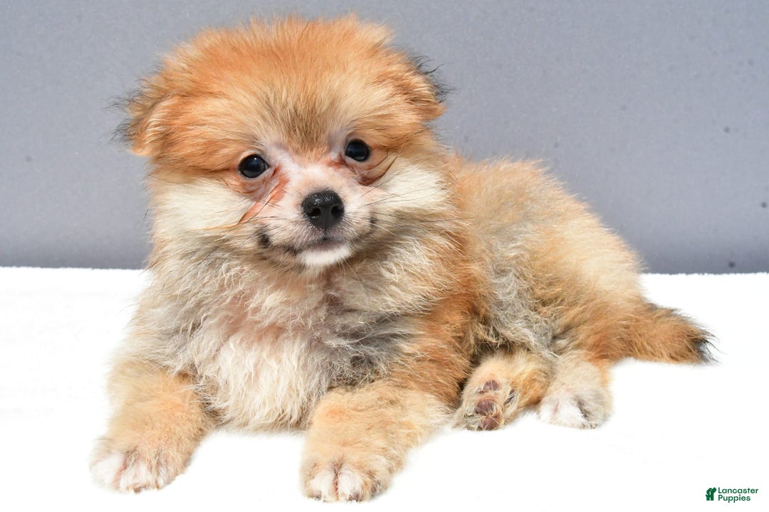 Pomeranian dogs for sale: Ian - Image 3