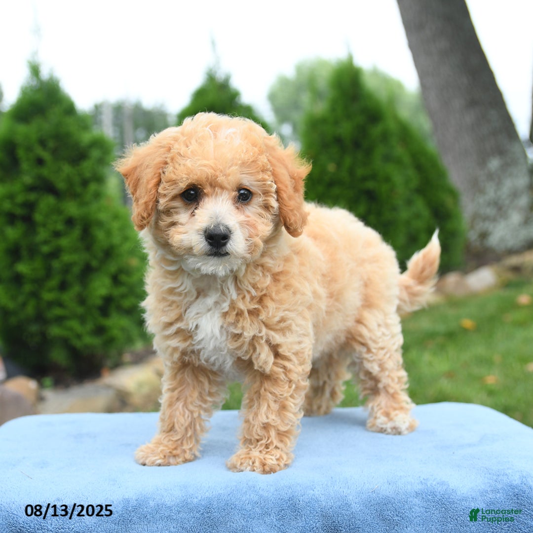 Bichpoo dogs for sale: Apricot - Image 5