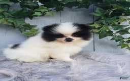 Pomeranian dogs for sale: Carly - Image 5