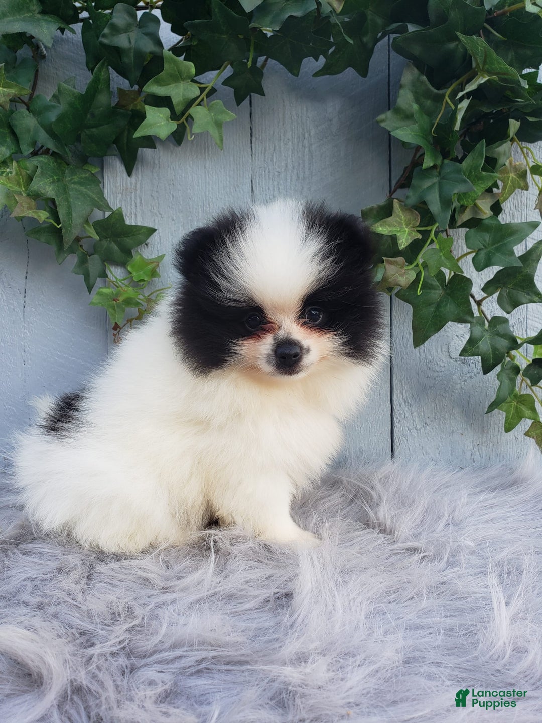Pomeranian dogs for sale: Carly - Image 5