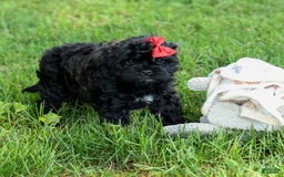 Shihpoo dogs for sale: Kia - Image 18