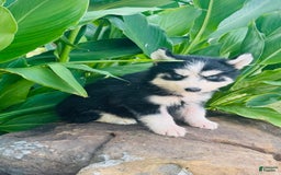 Siberian Husky dogs for sale: Bridgett - Image 5