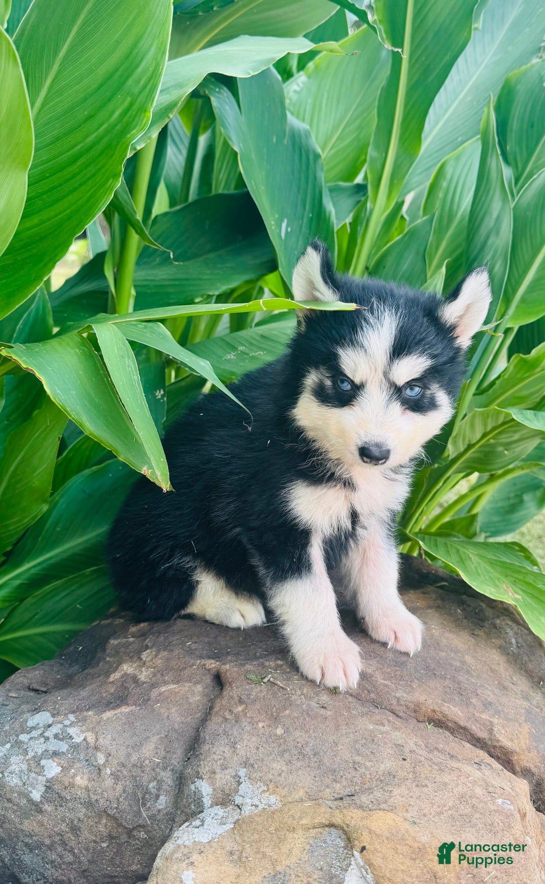 Siberian Husky dogs for sale: Bridgett - Image 5
