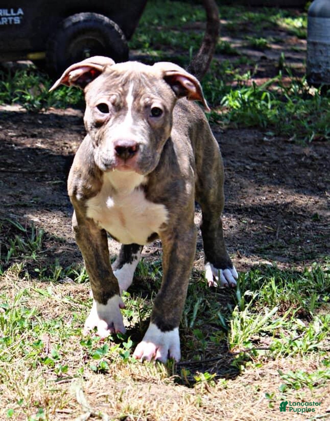 American Bully dogs for sale: Male 1 - Image 2
