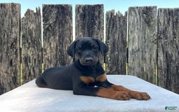 Doberman Pinscher dogs for sale: Kara - Image 3