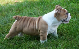English Bulldog dogs for sale: Olive - Image 10