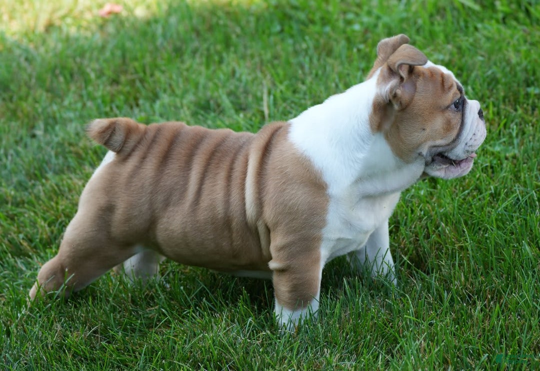 English Bulldog dogs for sale: Olive - Image 10
