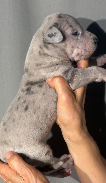 Great Dane dogs for sale: Louie - Blue Merle - Image 5