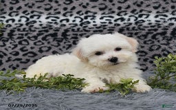 Havanese dogs for sale: Chadwin - Image 3